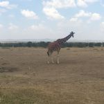 Kenya (81)
